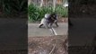 Koala Takes a Morning Stroll Down a Sidewalk With Mother