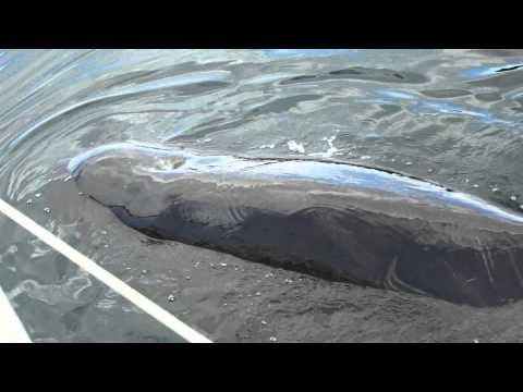 Man Captures Rare Footage of Pilot Whale 'Talking' to Him