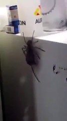 Cette araignée transporte le cadavre d'une souris