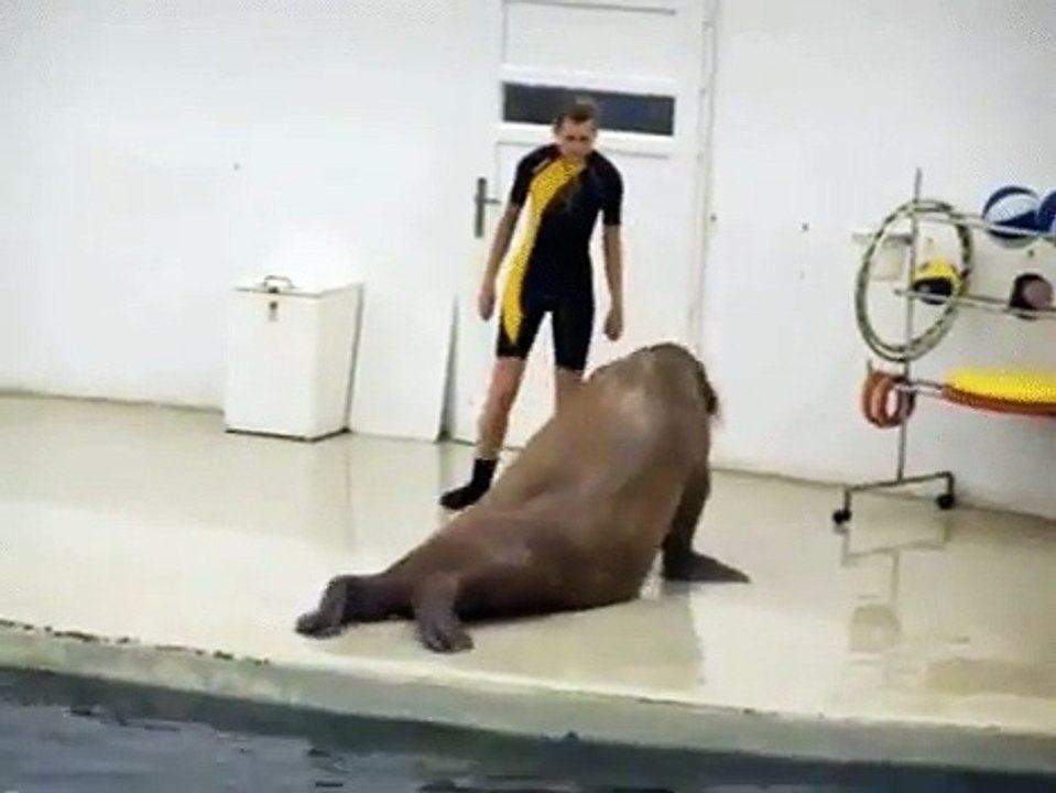 Just getting shredded with my walrus bro