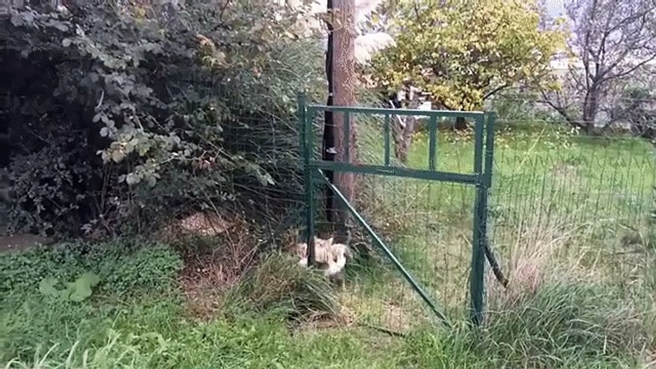 Cat kidnaps tiger