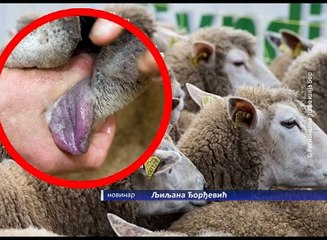 „Plavog jezika“ nema na području Bora, 24. oktobar 2016. (RTV Bor)