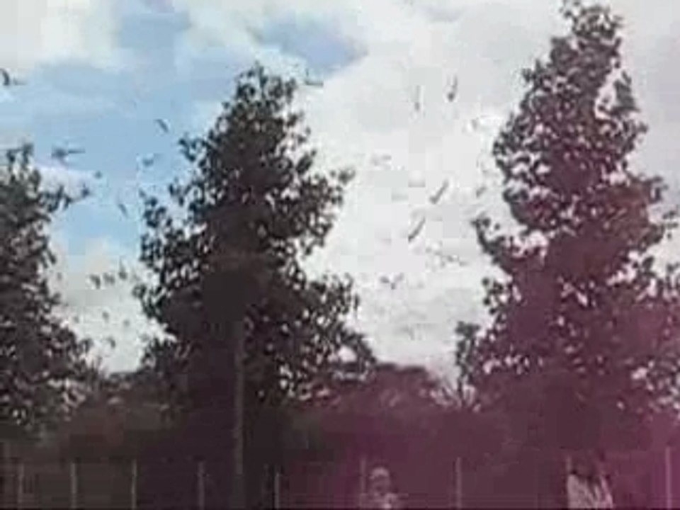 Lâcher pigeons