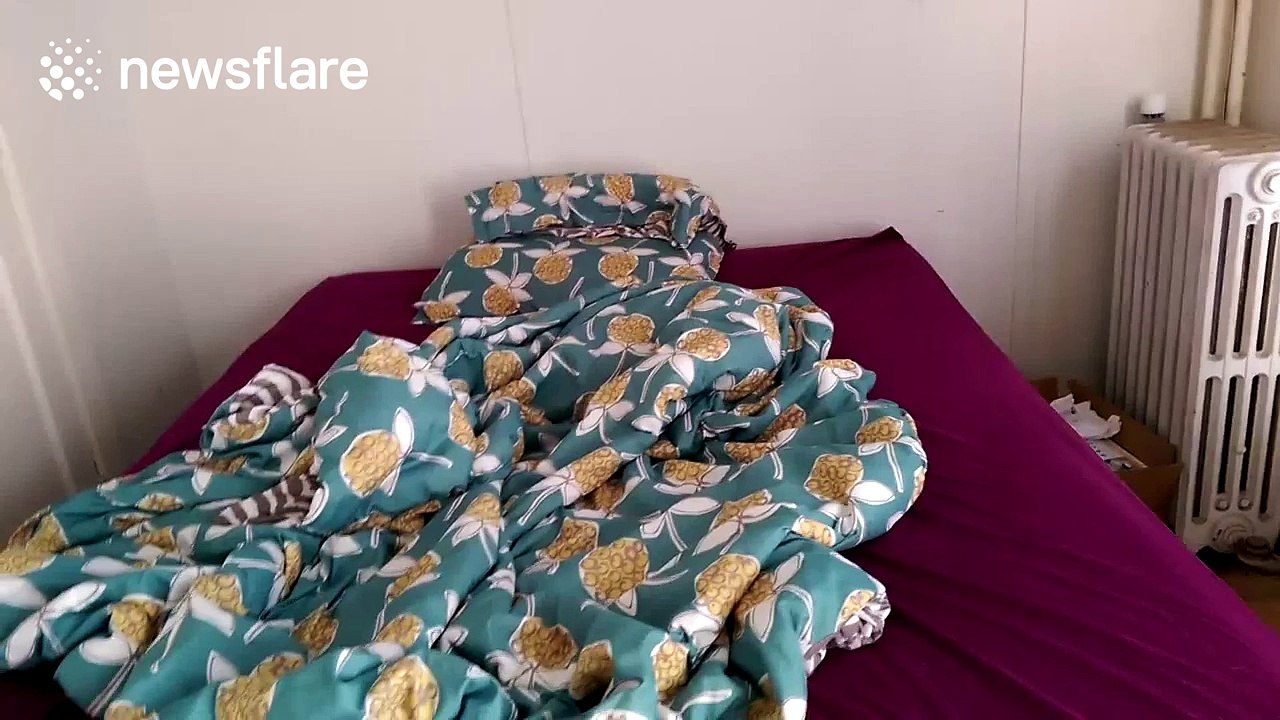 Dog gets stuck under his blanket