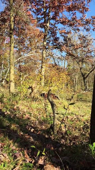 Quand un chasseur devient accidentellement ami avec un chevreuil