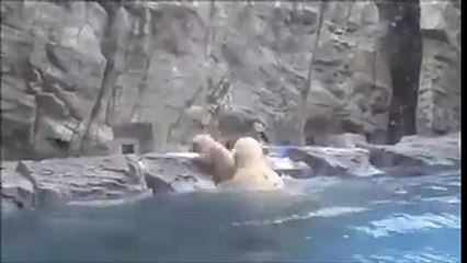 Instinto básico...el amor de los padres por sus pequeñines