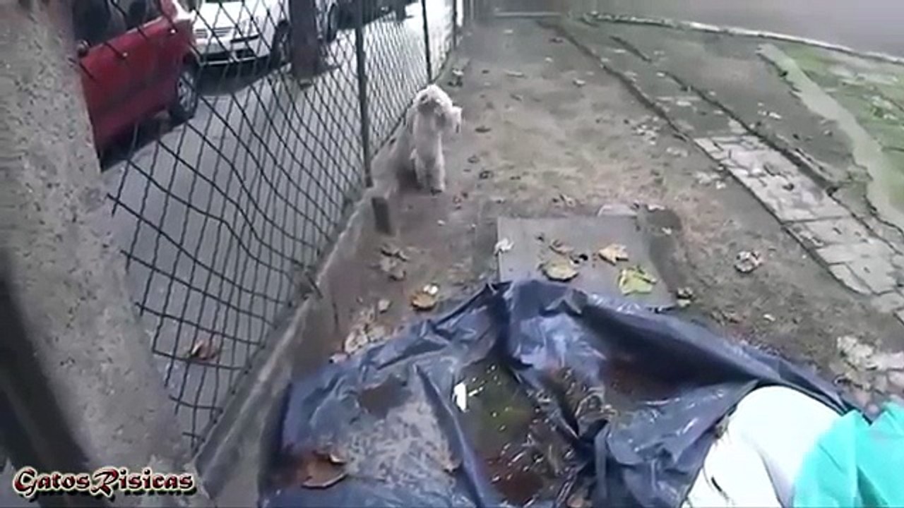 funny acrobatic dog
