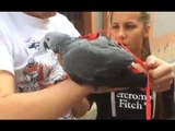Cagliari - Salvato pappagallo impigliato su albero (19.10.16)