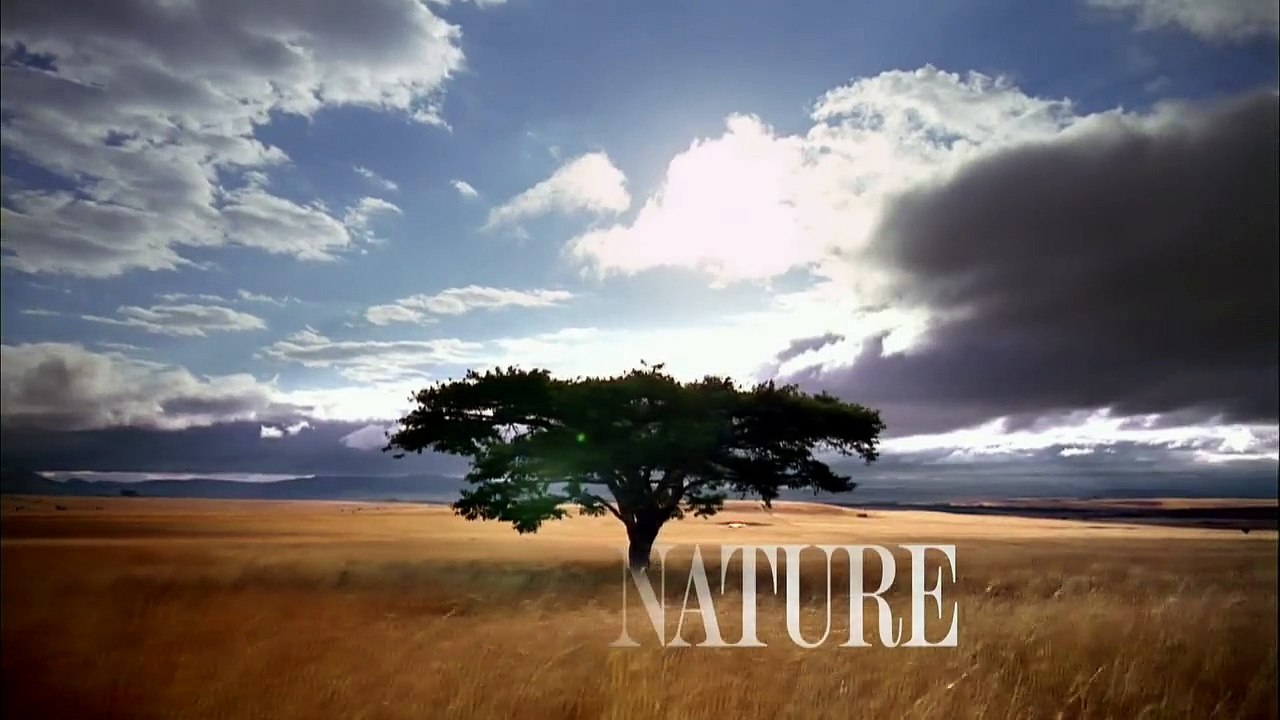 NATURE | Cold Warriors: Wolves and Buffalo Preview | PBS