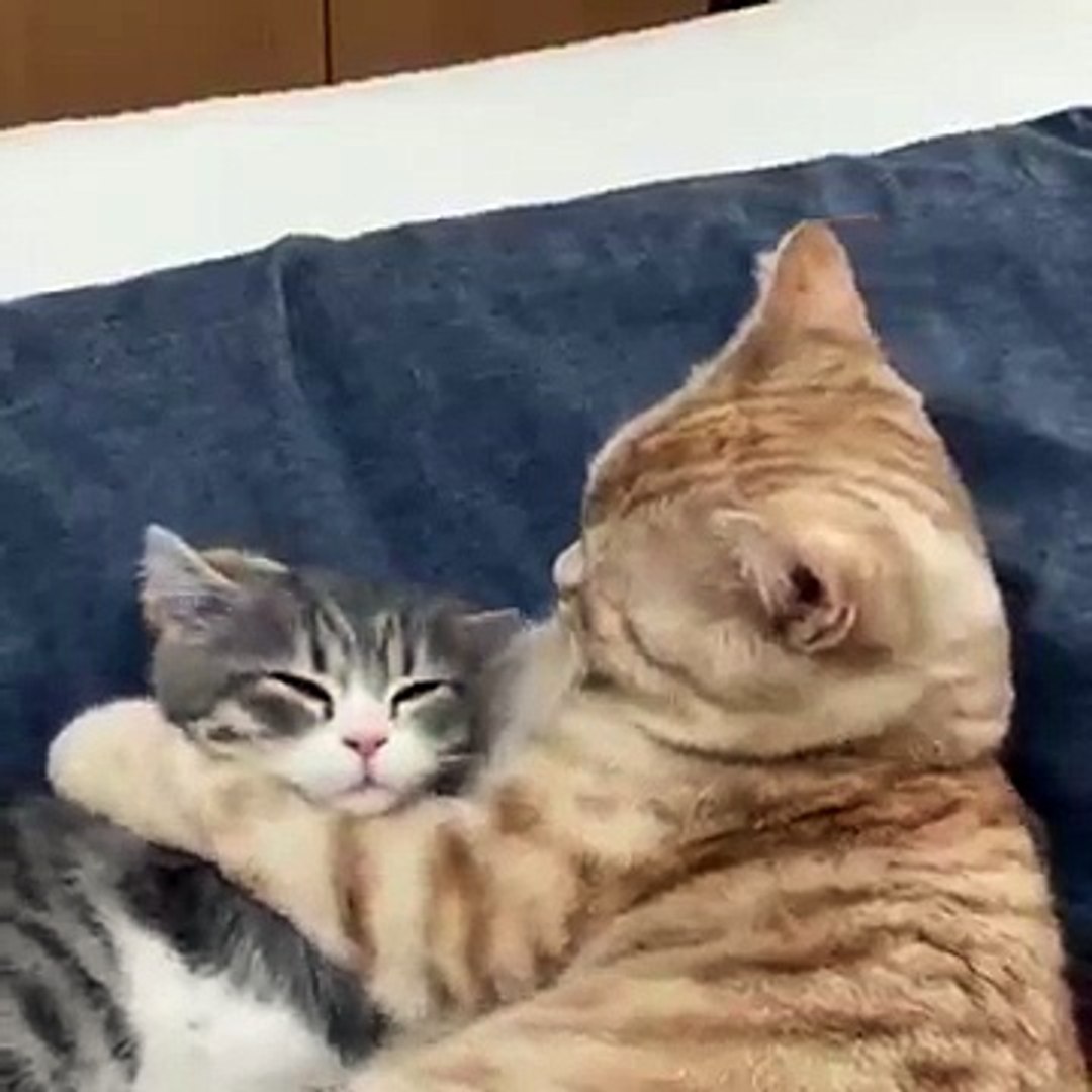 Adorable Pets