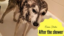 Cosmo the Alaskan Klee Kai hates taking showers