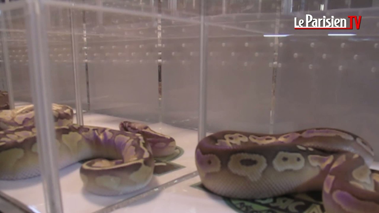 Serpents, lézards et amphibiens font la foire à Gargenville
