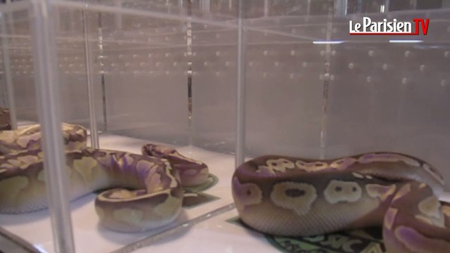 Serpents, lézards et amphibiens font la foire à Gargenville