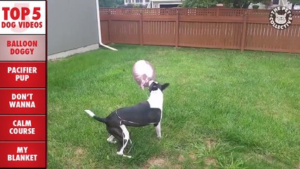 Top 5 Dog Videos || Funny Puppy Compilation