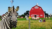 Old MacDonald Had A Farm E I E I O