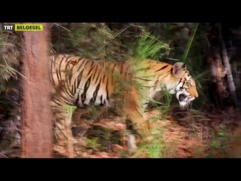 Dünyanın Vahşi Doğası - 1. Bölüm Fragman - TRT Belgesel