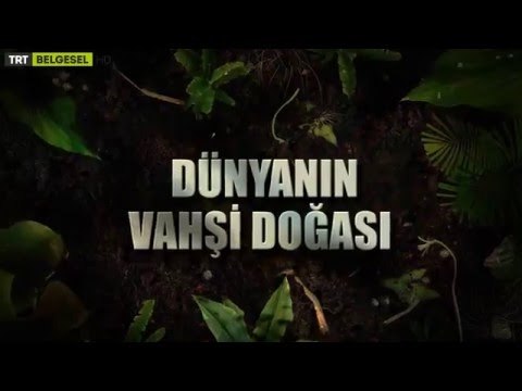 Dünyanın Vahşi Doğası - Fragman - TRT Belgesel