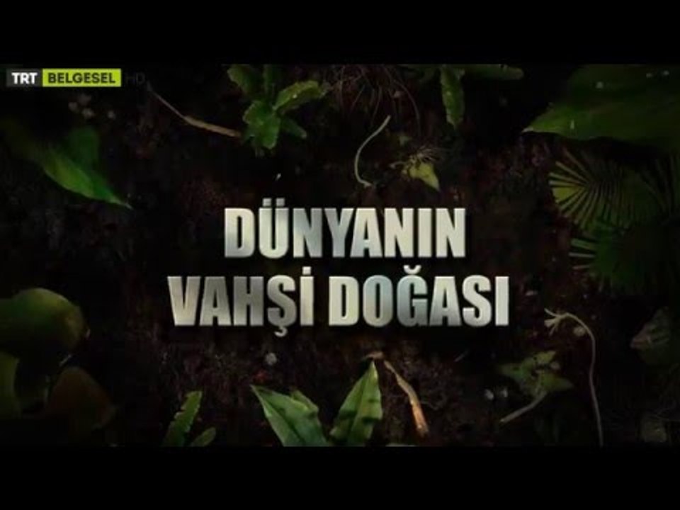 Dünyanın Vahşi Doğası - Fragman - TRT Belgesel