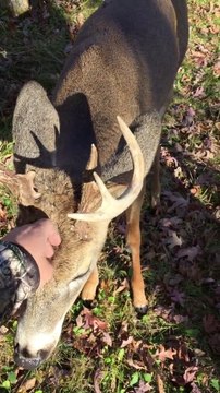 Quand un chasseur devient ami avec un chevreuil. Trop mignon