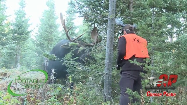 Ce gars va chercher les embrouilles à un orignal en colère