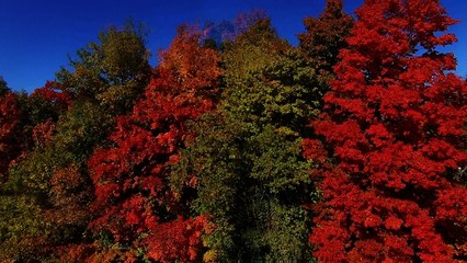 Drone flight captures breathtaking Autumn color