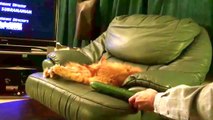 Funny Cats vs Cucumbers Compilation. Funny cat fails try not to laugh. Funny cat videos 2016 -part 2
