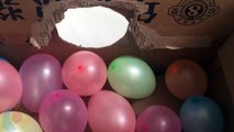 funny cat and balloon,cats being jerks*ORIGINAL,funny cat vives,funny cats original video