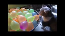New Funny cats and dogs videos try not to laugh - Funny cats on fan - Funny cats