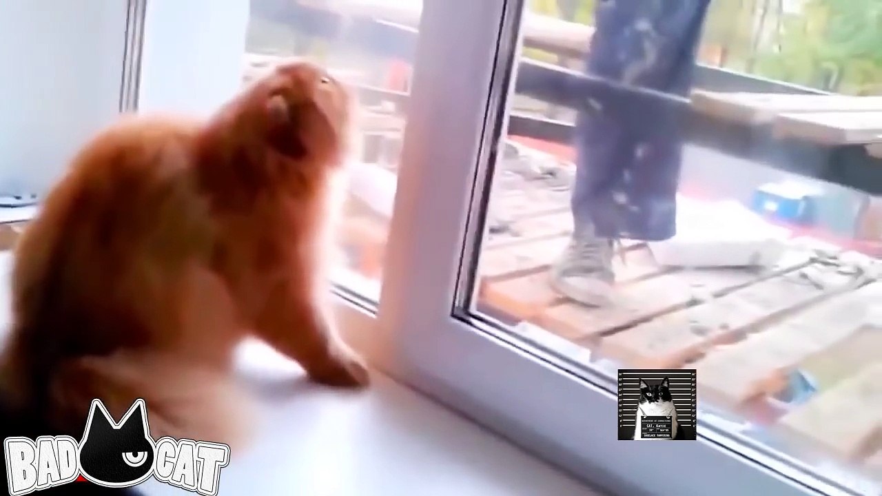 Adorable Cats Compilation - Best Funny Cat Videos Ever Part 2
