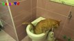 10 Adorable Cats Using Toilet To Pooing And Peeing -  Funny Cat Videos 2016