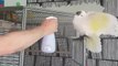 Cockatoo loves to get sprayed by water bottle