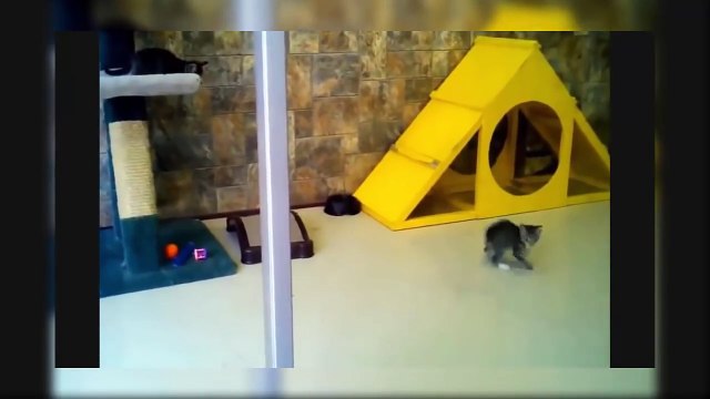 Scared Cats The Best Funny Cats Jumping Videos Compilation