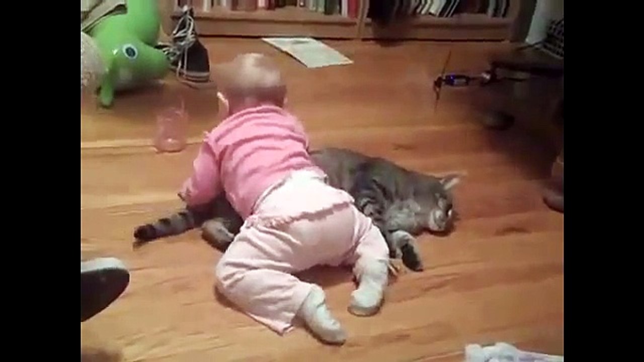 Funny Cat Videos and Funny Baby Videos