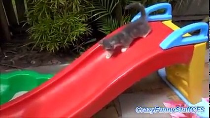 Funny Cat Videos 2015 - funny cat behavior makes laugh