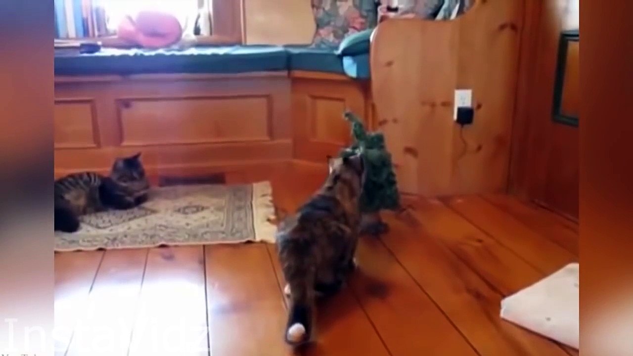 Best Scared Cats Compilation 2015 - FUNNY CATS