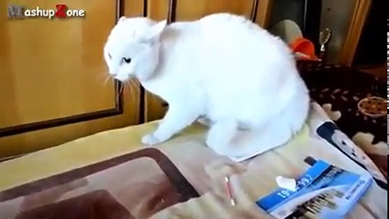 Funny cat videos try not to laugh or grin clean : Funny cat video even