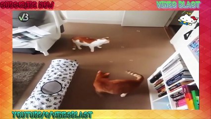 Funny Cats Compilation 2016 - Best Funny Cat Videos Ever ||  ►Vines Blast