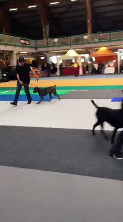 Laika du GILWESK   2eme speciale de race Orleans