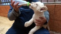 Bottle feeding white lion cubs at the Belgrade Zoo