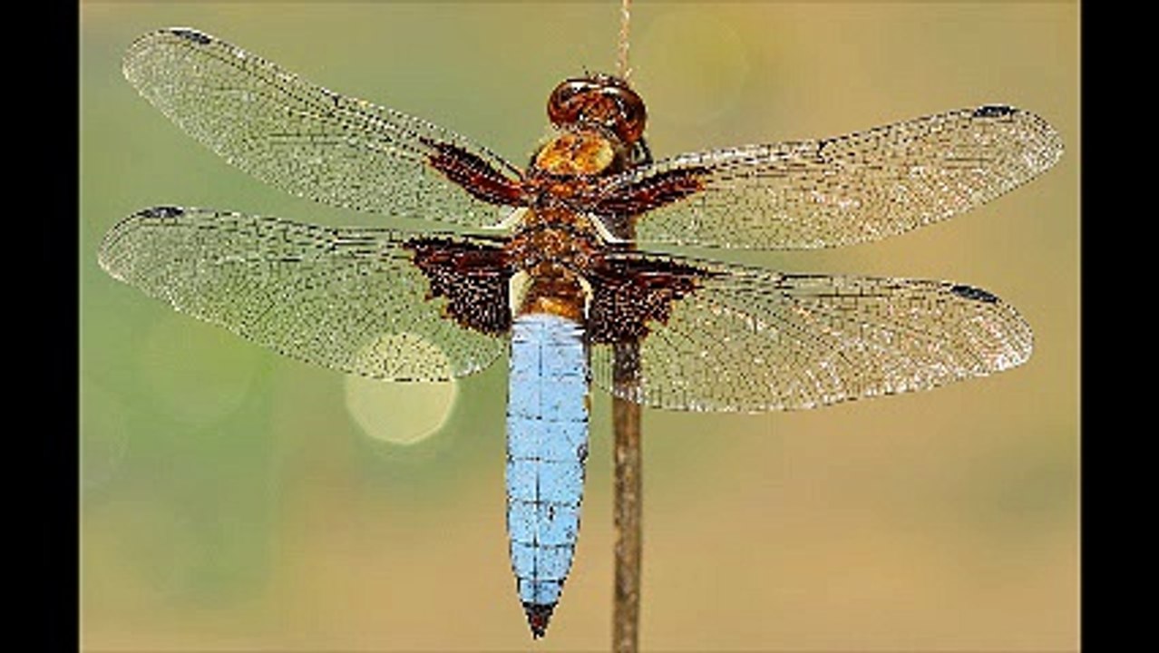 Απεντομώσεις κατσαρίδες Νέα Ιωνία 2ΙΙ.4ΙΙ4ΙΙΟ Απολυμάνσεις κατσαρίδες Νέα Ιωνία Μυοκτονίες Νέα Ιωνία μυρμήγκια σκόρο ψύλλους τσιμπούριακουνούπια μύγες ποντίκια κοριούς σαράκι Disinfestation cockroaches Nea Ionia Deratization Nea Ionia ants moth fleas tick