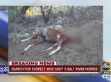 Three Salt River horses shot