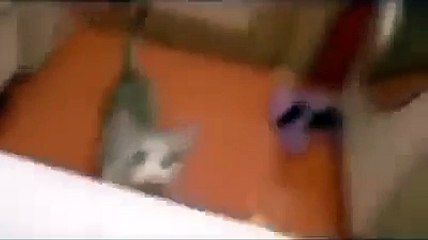 Un gato intenta salvar a su dueña de ahogarse