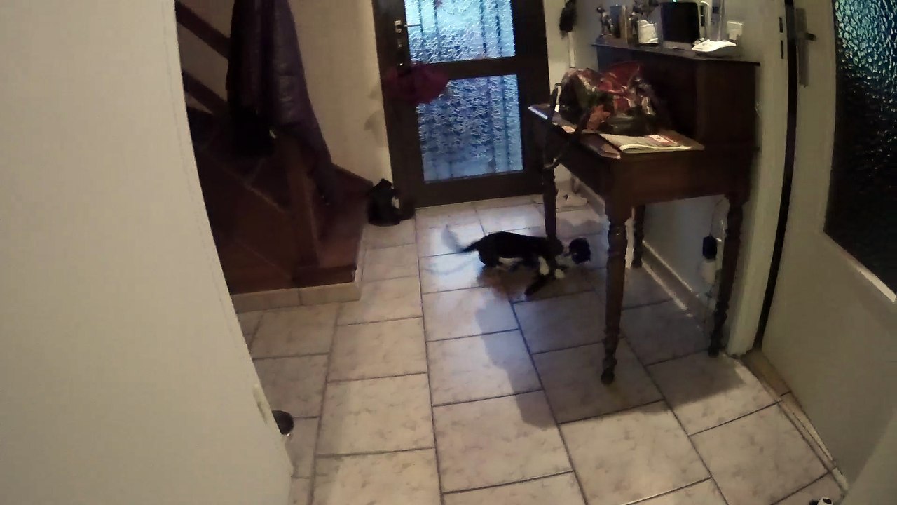 Chat Papouille joueur