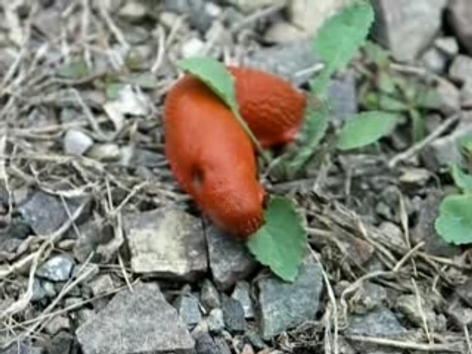 limace rouge à Flaugeat