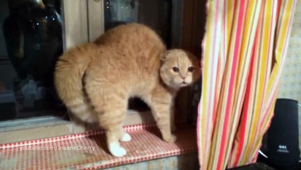 Imaginem animais a fazer um cover  de Nirvana - FANTÁSTICO