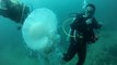 Huge jellyfish sighting makes scuba divers' day