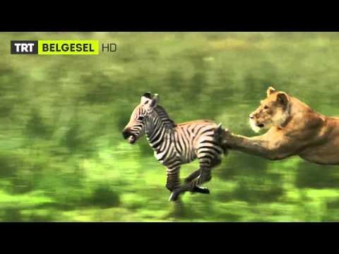 7 / 24 Vahşi Yaşam - Fragman - TRT Belgesel