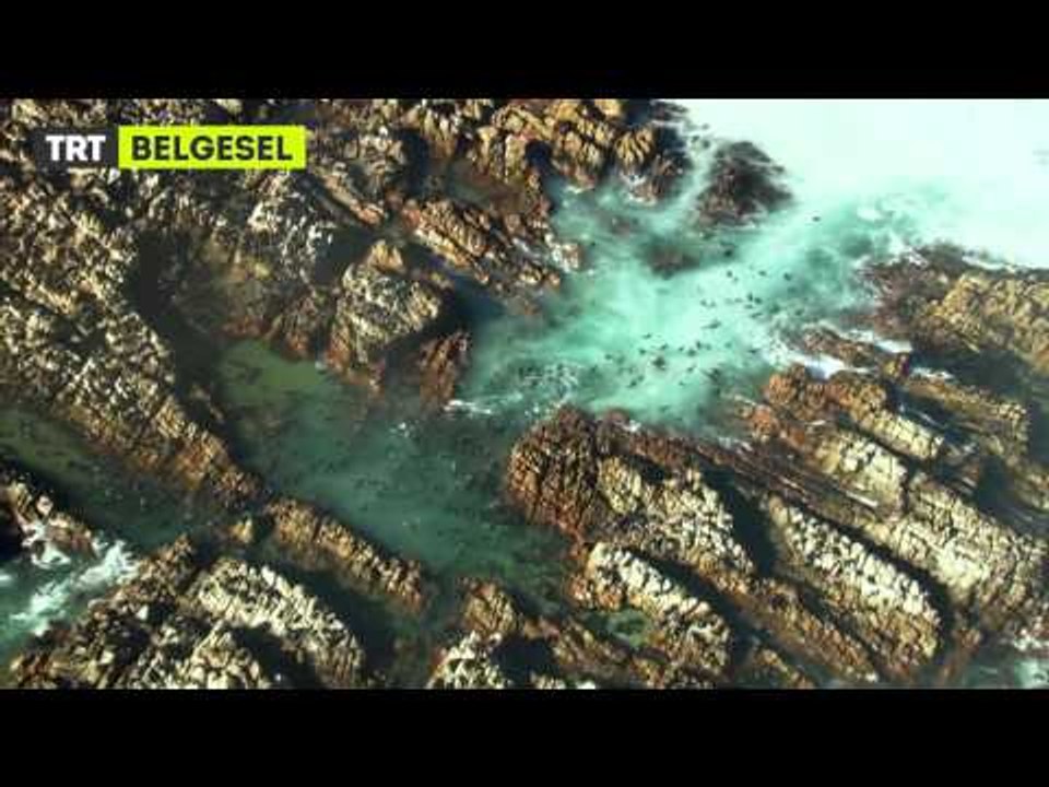 Süper Dev Hayvanlar - Fragman - TRT Belgesel