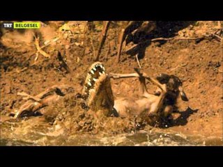 Süper Dev Hayvanlar - Fragman - TRT Belgesel