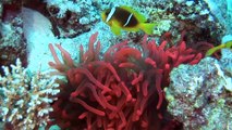 ویدیو HD از سفر به دنیای زیر آب القصیر در مصر